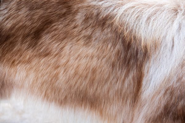 BOLEHKAH MENUKAR KULIT HEWAN QURBAN DENGAN BINATANG QURBAN, Kulit Qurban