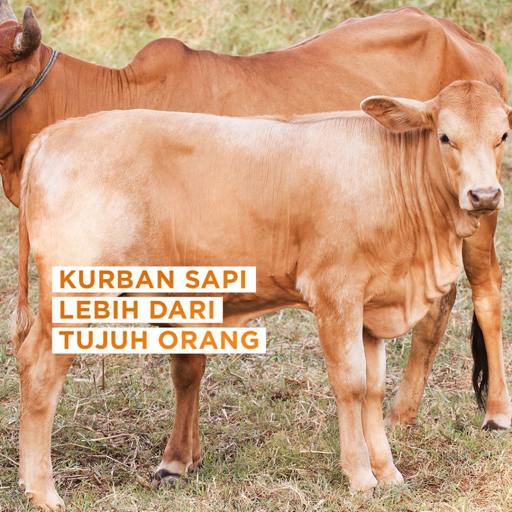 Hukum Qurban Sapi Lebih dari Tujuh Orang