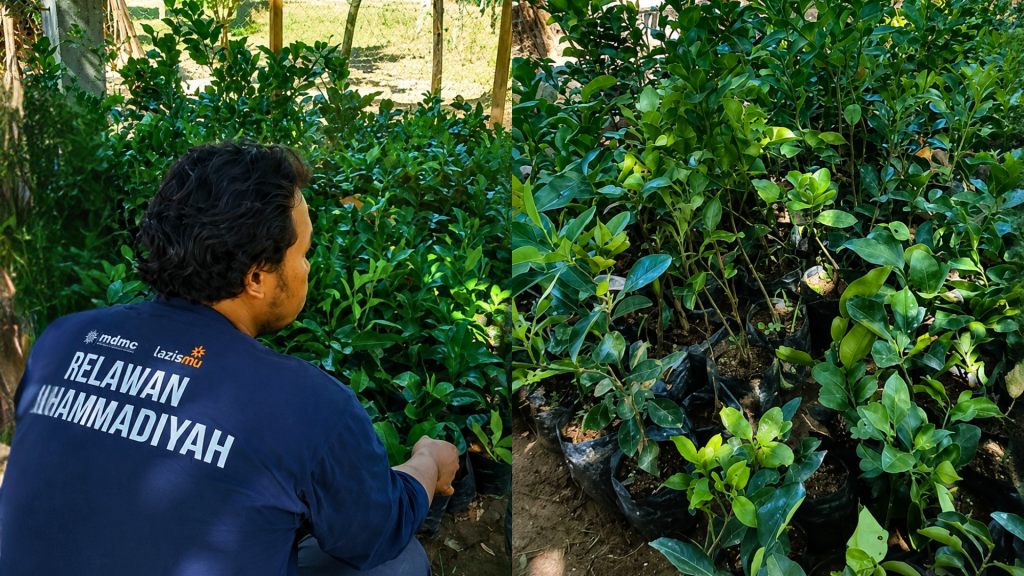 Tim Rehab Rekon LRB PWM DIY Tinjau Kesiapan 300 Bibit Jeruk Bali untuk Pemulihan Ekonomi Warga Aceh
